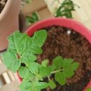 집에서 방울토마토 키우기 키트 씨앗 발아 텃밭 모종 다른 점 이미지