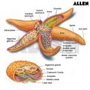해성자원 | 불가사리 ( 영어 : starfish, 학명; Asteroidea )
