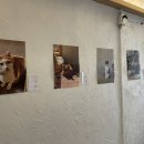 후미후미 | 광안리 고양이카페 후미후미 내돈내산 후기