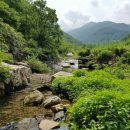 시골다슬기 이미지