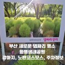 수정역 1번 출구 화명방향 | 부산 댑싸리 명소 화명생태공원, 강아지, 노란코스모스, 주차정보