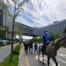 전국경마장마필관리사노동조합서울지부 | &#34;말산업 살려내라&#34; &#34;온라인발매 반대 장관퇴진&#34; 요구하는 축산인들 절규 세종시 청사를 뒤덮다.
