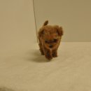 유올펫 강아지고양이 청주점 이미지