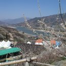3월10일/섬진강 매화꽃 & 지리산 산수유꽃 여행(사진첨부) 이미지