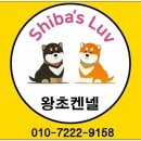 왕초켄넬 이미지