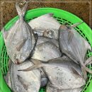 12월 21일(목) 목포는항구다 생선카페 판매생선 [ 3단병어, 참돔, 참농어, 파갈치, 새꼬막 ] 이미지