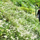 충남 공주 영평사 구절초 축제 이미지