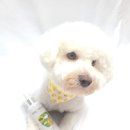 네추럴 그루밍 이미지