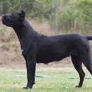 도고(DOGO) 이미지