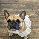 피브밀카페 이미지