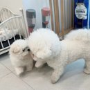 디바인퍼피 이미지