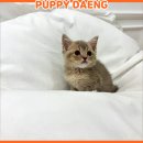 주식회사 퍼피댕 강아지분양 고양이입양 안심분양소 대전본점 | 창녕고양이분양 상담부터 입양 준비까지 하나씩 알아갔던 이야기