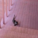 아파트먼트풀 포알엠에스 이미지