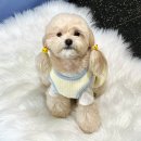 한사랑펫 | 부천 강아지 증명사진 사진관,열두달 애견동반 스튜디오 5살 생일 기념 촬영