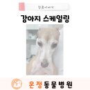 온정동물병원 이미지
