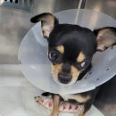 금빛동물병원 이미지