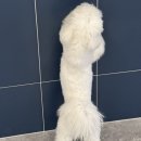 갈매독 애견유치원 이미지