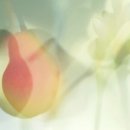 프리지아A 이미지