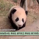 푸바오 중국돌아가면 사육사들도 엄청 힘들거같음.. 이미지