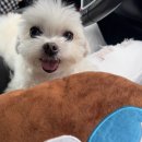 경민동물병원