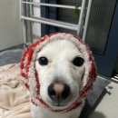 끼끼마다