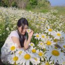시기공영주차장 | [공지] 울산 가볼만한곳 슬도 유채꽃 샤스타데이지 개화시기 무료 주차장 방문후기