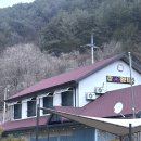 나무숲소 | 강원도 인제 여행 💕 자작나무숲,트리헌드레드,자작자작식당 •🐽•