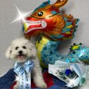 숲속댕토리애견유치원 이미지