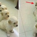 아기강아지 이미지