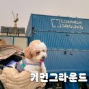 [블챌] 일상 포토덤프 강아지와 함께 커먼그라운드 방문