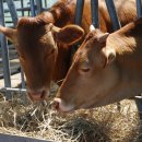 장흥가축인공수정소 이미지