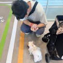 테마파크 | 오산 반려동물 동물농장 테마파크 후기 (소형견, 카페, 주차)