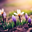 Spring Days(봄날)