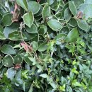 아이비플라워 앞 이미지