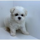 상상도그 이미지