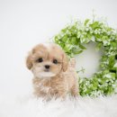 강아지나라 강아지분양 익산점 | 익산강아지분양 훨씬 따뜻하고 행복한 나날이