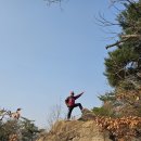 비봉진돗개 이미지