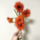 실노리 | 웨딩촬영 | 양재꽃시장 셀프부케 실바장미/안개꽃/실거베라/호접 촬영 후기
