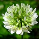 화이트클로버(WHITE CLOVER)