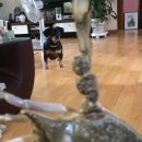 싱싱장구 이미지