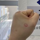 봄의 피크닉 레플리카展 이미지