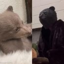 엄마와 아기곰 이미지