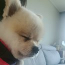 양하축산 이미지