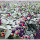 거시기농원 이미지