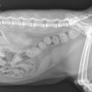 강동큰숲동물병원 이미지