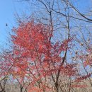 배꽃향기종수원 | 가을이니까 경기도 가볼만한곳으로 화담숲 가족들과 방문 후기