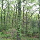 비래초교 이미지