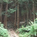 편백나무숲 이미지