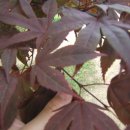 ☞11조☜ 식물도감 (단풍나무 Acer palmatum) 이미지