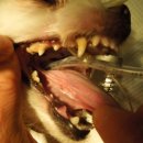 피닉스동물병원 이미지